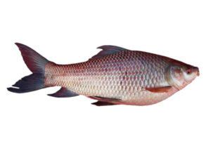 rohu fish|Rohu Fish: Characteristics, Uses, Photo, Price .